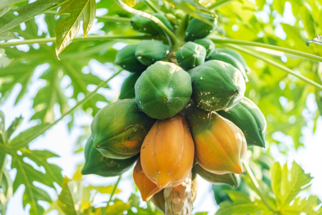 Pimenta